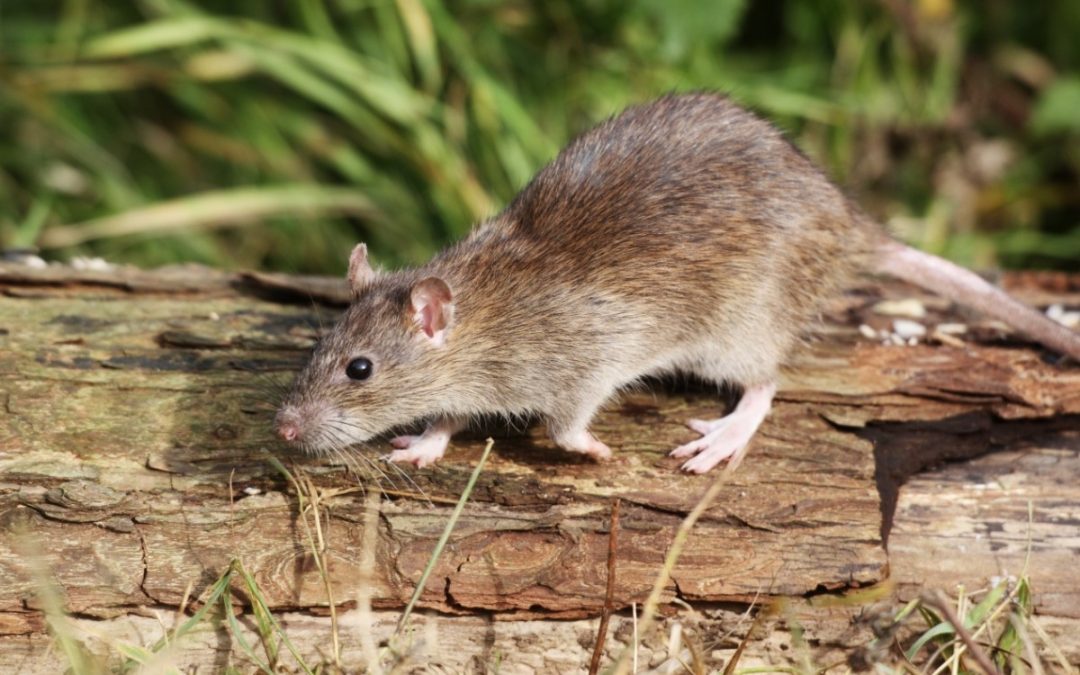 Le vinaigre blanc permet-il vraiment d’éloigner les rats ?