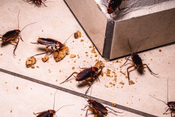 Astuces, préventions contre l’infestation de cafards / blattes