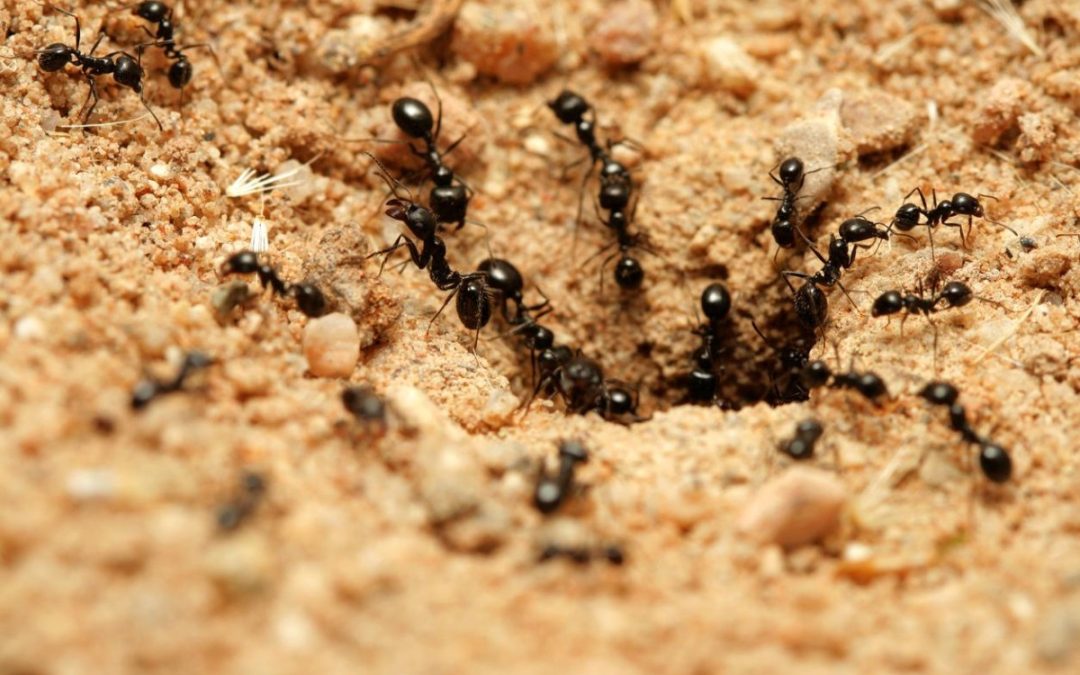 Les différents types de fourmis