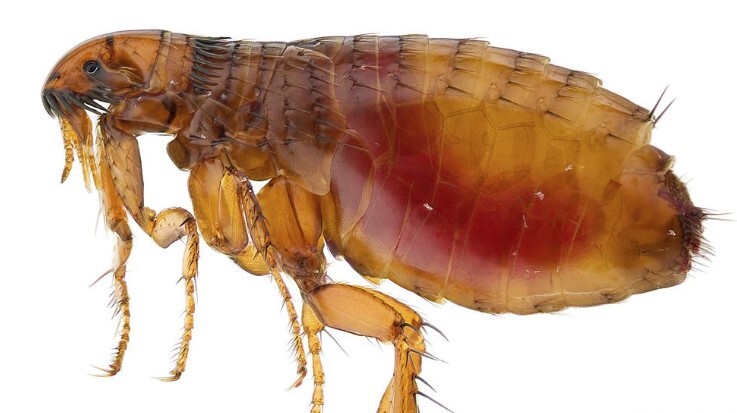 Les puces : Véritables parasites
