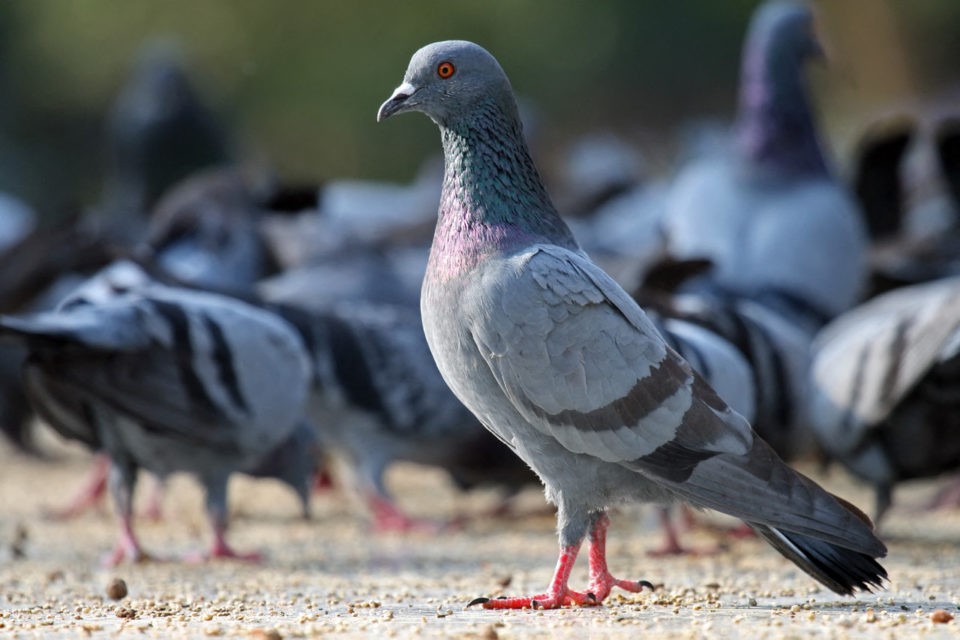 La méthode de l'ultrason anti-pigeons est-elle efficace ?