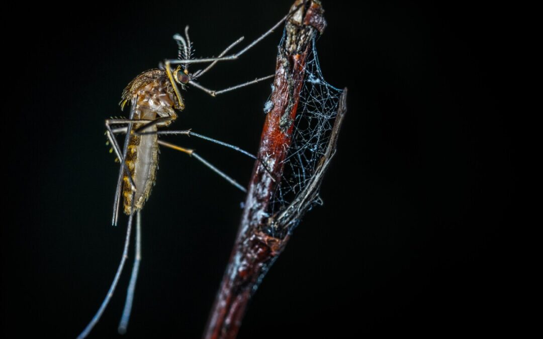 Pourquoi y a-t-il plus de nuisibles après la pluie ?